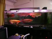 Magnificent Healthy Asian Red Arowana Fish For Sale