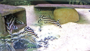  Pleco L046 AND OTHERS WHOLESALES PRICES 