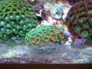 £5 CORAL FRAGS + Cheap Frag Packs (40+ species)