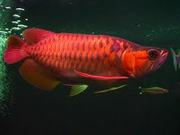 cuteRed Asian Arowana fishes for sale at a discount ($250)